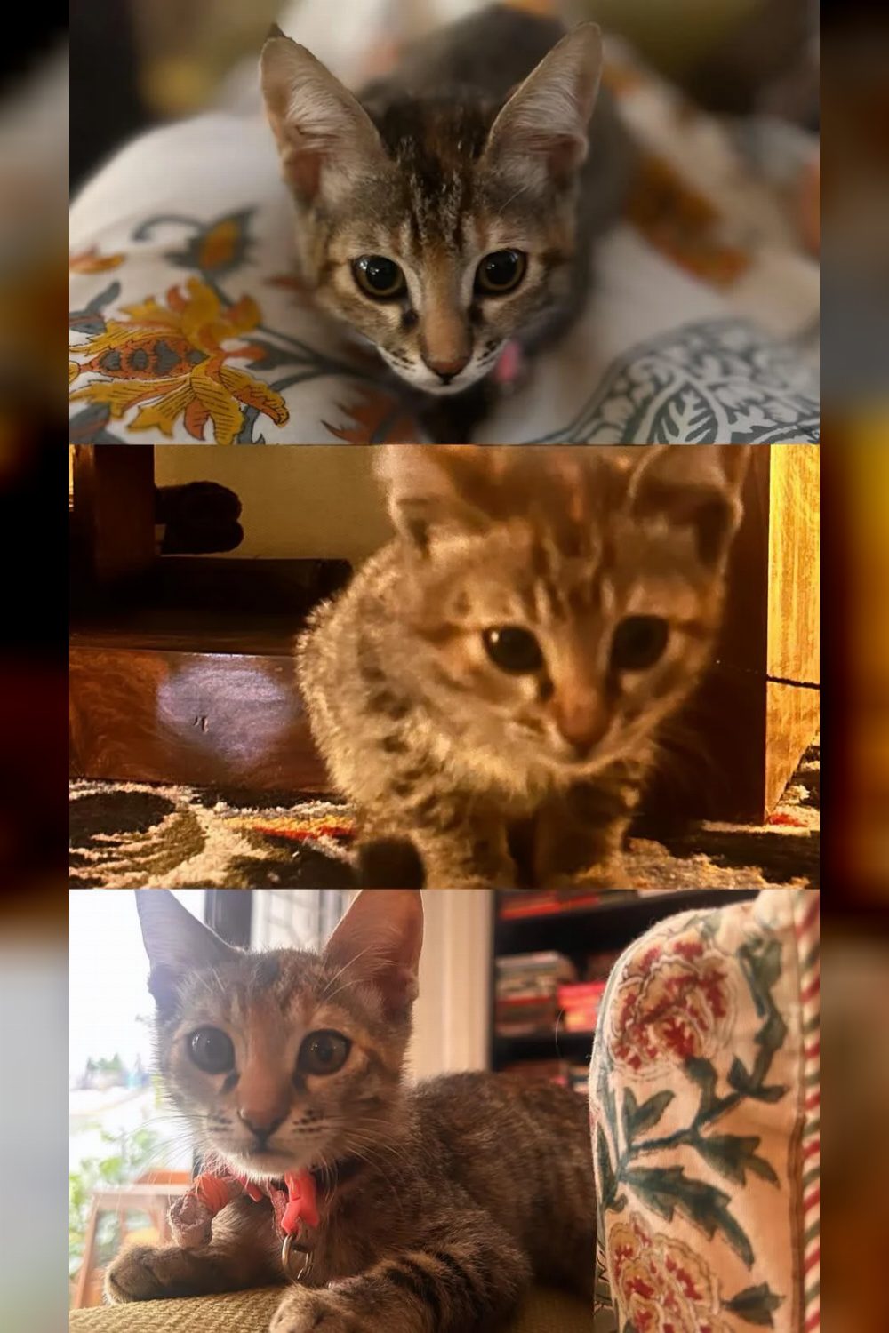 Kiki needs a home — Delhi NCR
