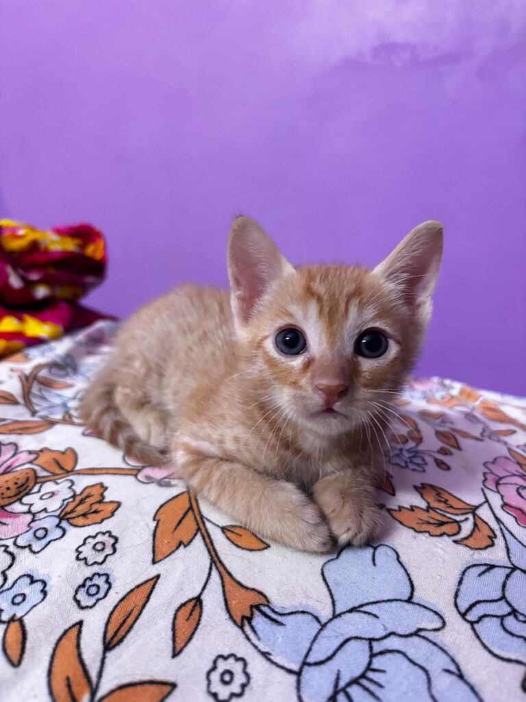Kitten Adoption Appeal - kitten in Delhi NCR