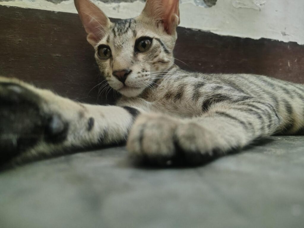 Kitten Available for adoption - kitten in Lucknow