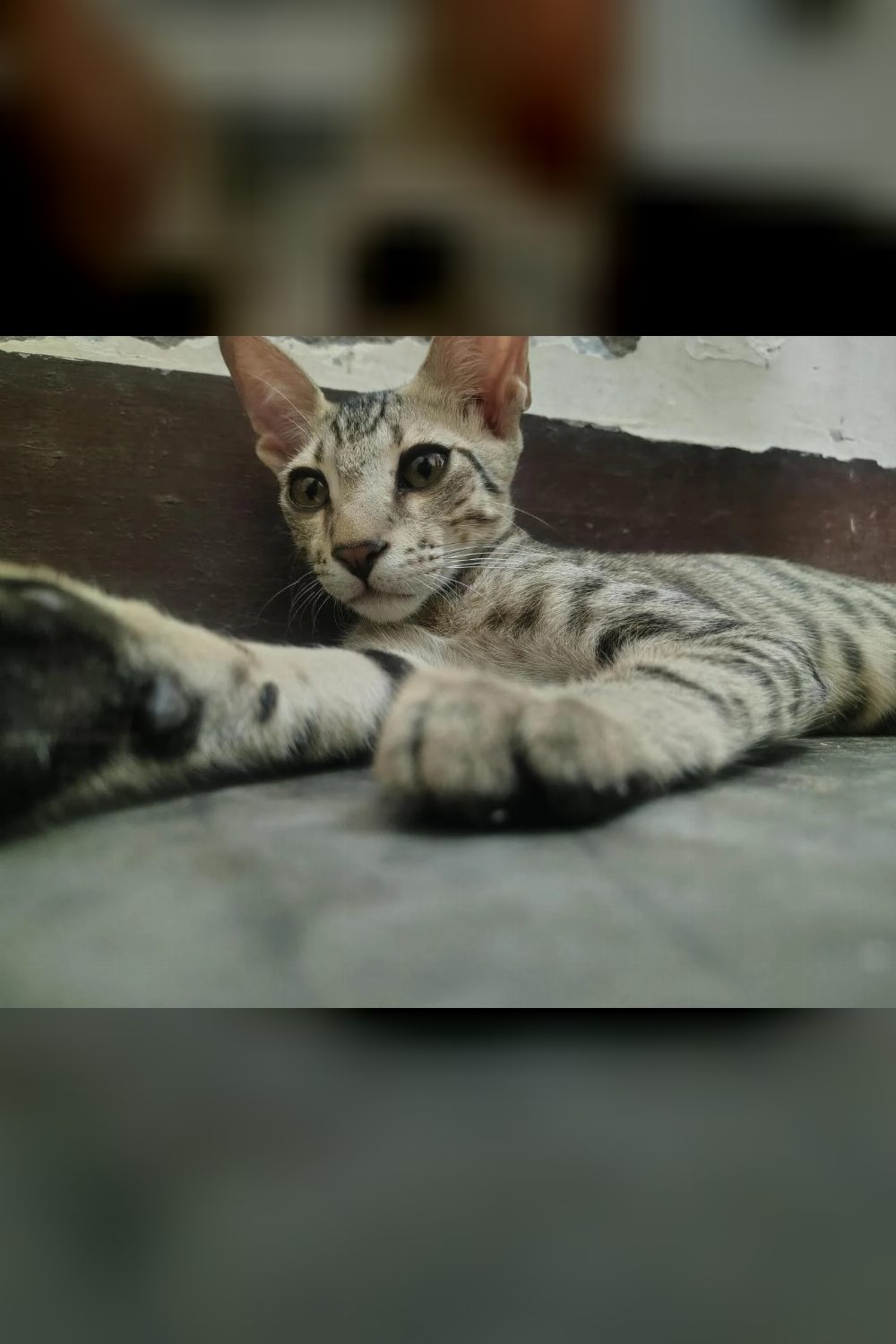 Kitten Available for adoption — Lucknow