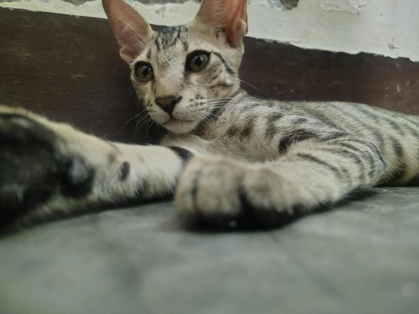 Kitten Available for adoption in Lucknow