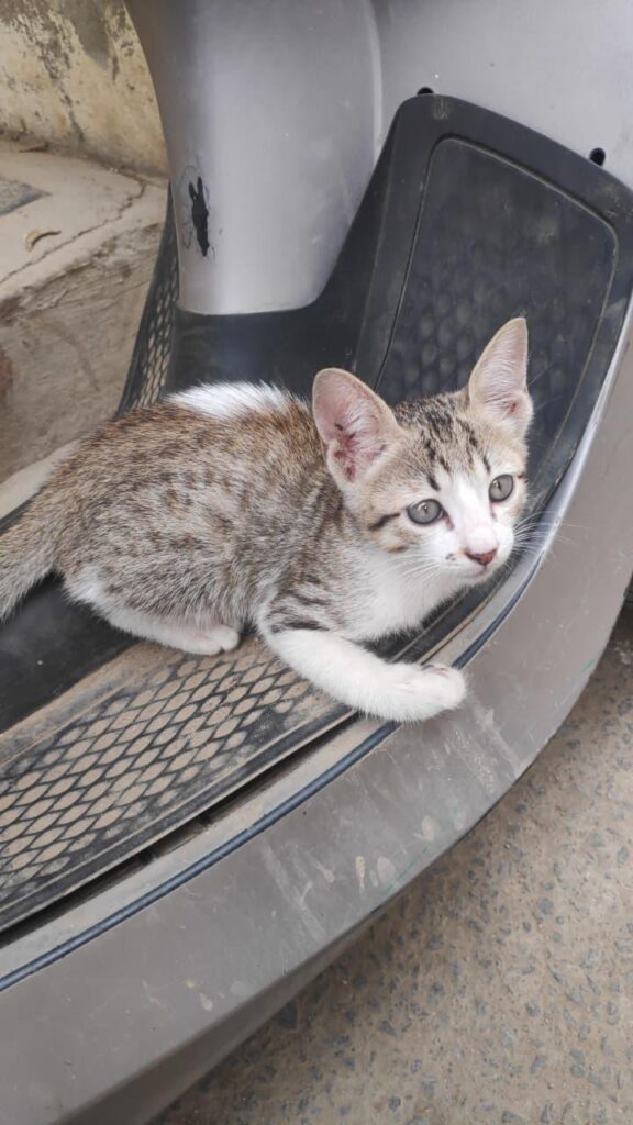 Kitten for Adoption - kitten in Bengaluru