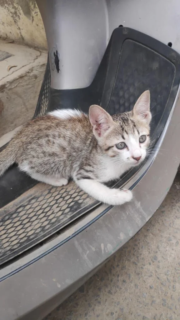 Kitten for Adoption - kitten in Bengaluru