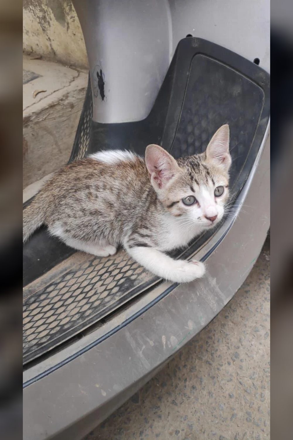 Kitten for adoption — Bengaluru