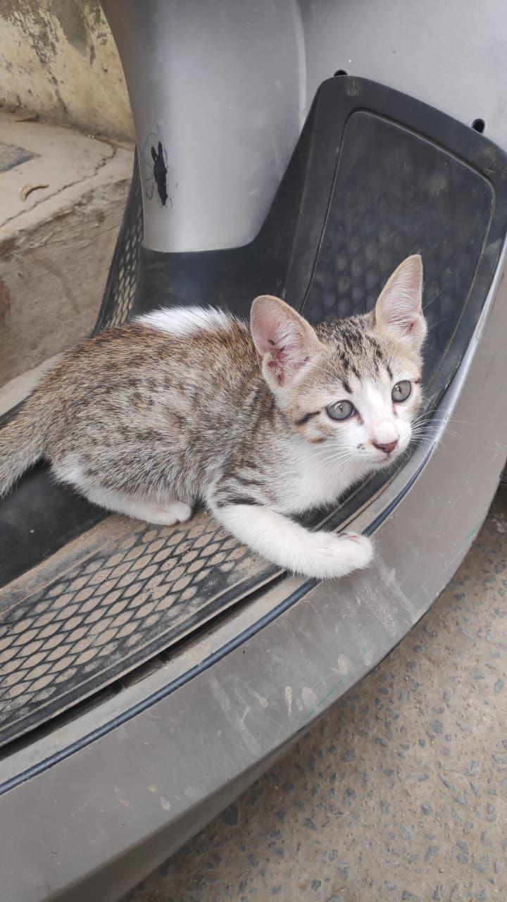 [Bangalore] Kitten for adoption