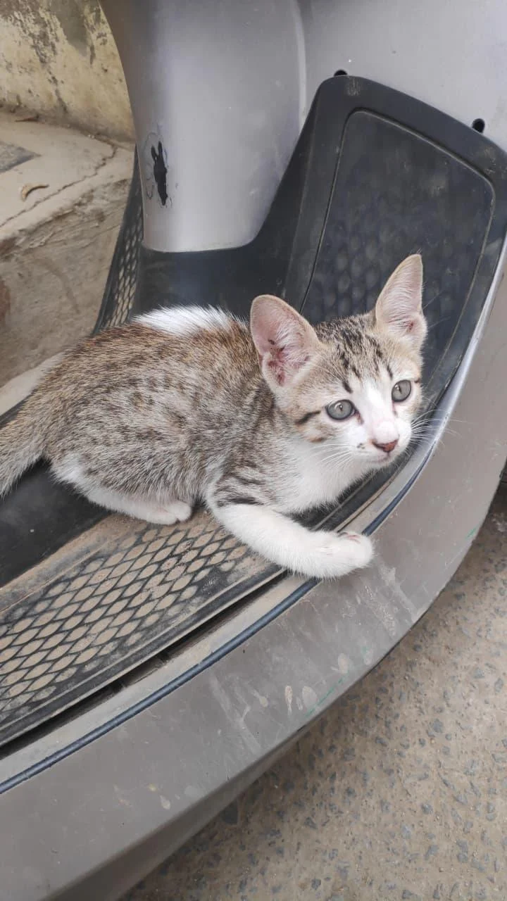 Kitten for adoption in Bengaluru