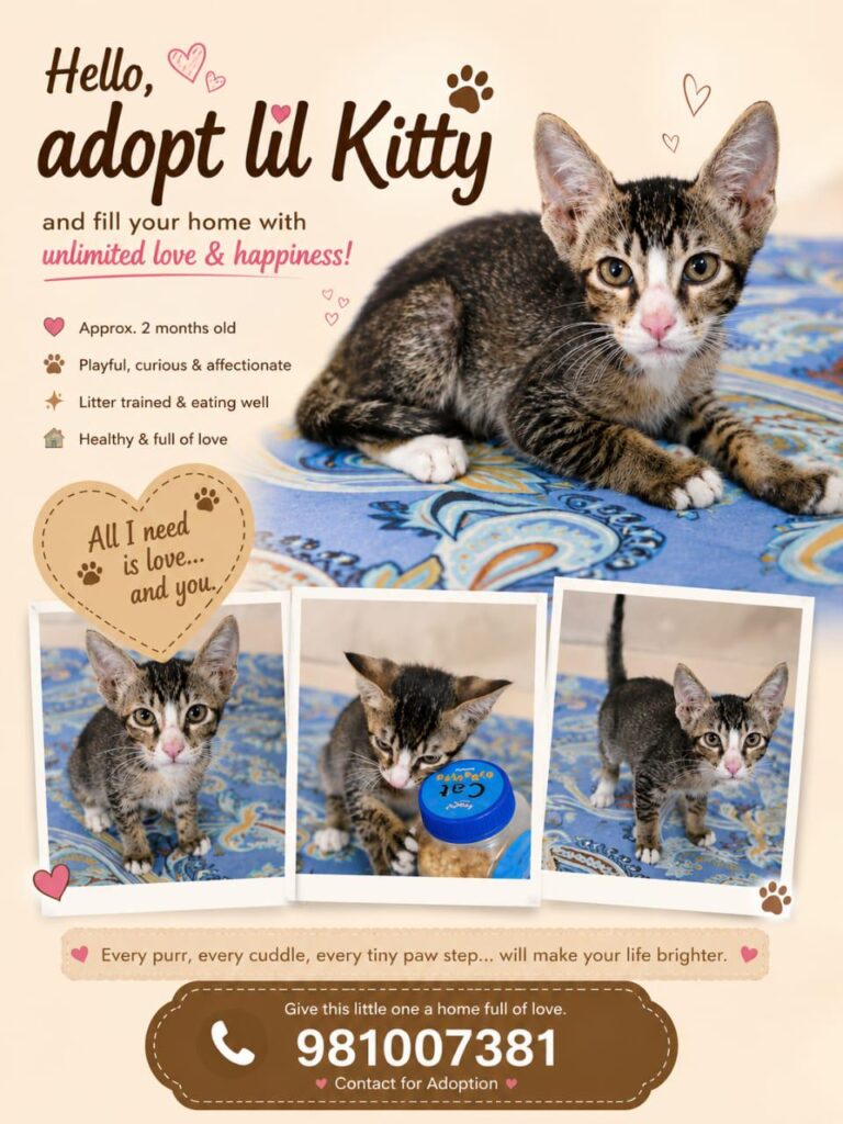 Kitten for adoption in Delhi - kitten in Delhi NCR