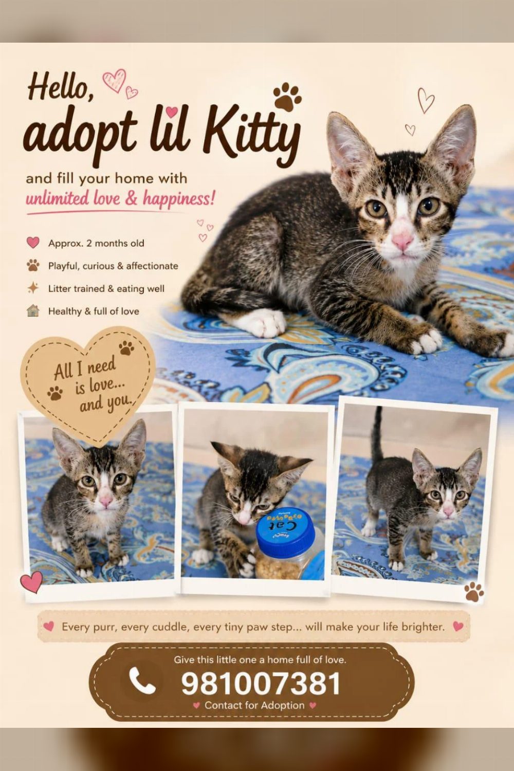Kitten for adoption in Delhi