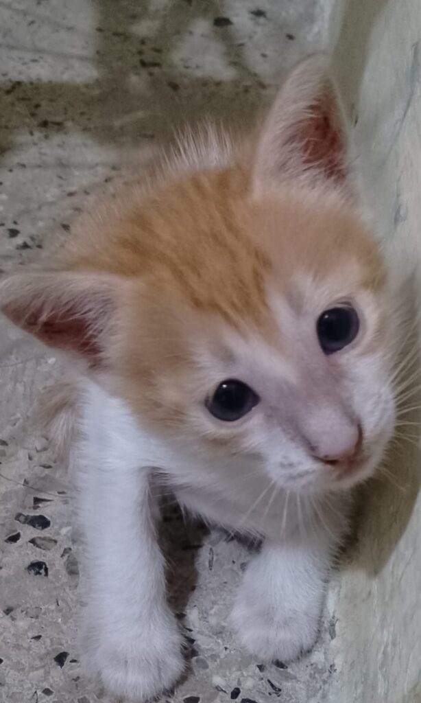 Kitten for adoption - kitten in Pune
