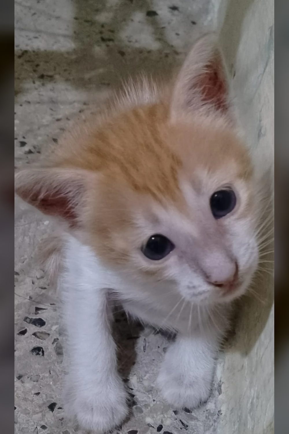 2-month-old female kitten for adoption — Pune