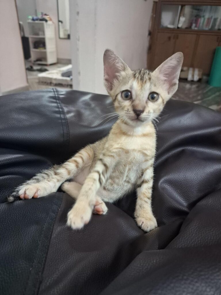 [City?] Kitten for Adoption - kitten in India