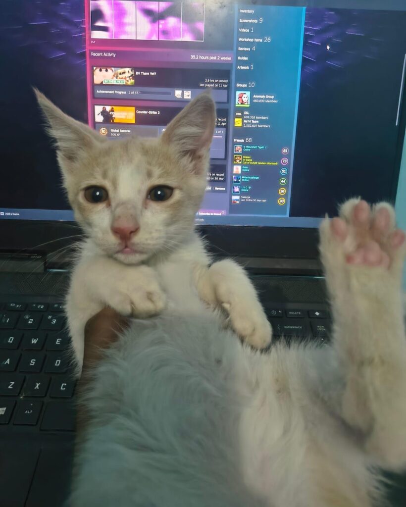 Kitten looking for a home - kitten for adoption in Delhi NCR