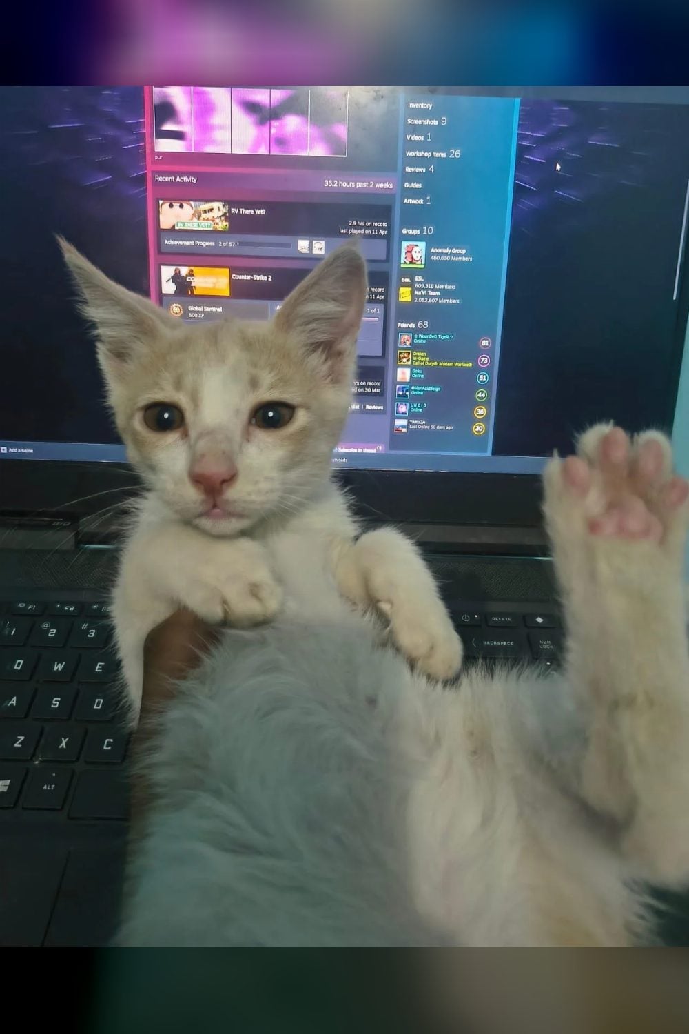 Two female kittens, 3 to 4 months old, looking for a home in Gurgaon — Delhi NCR