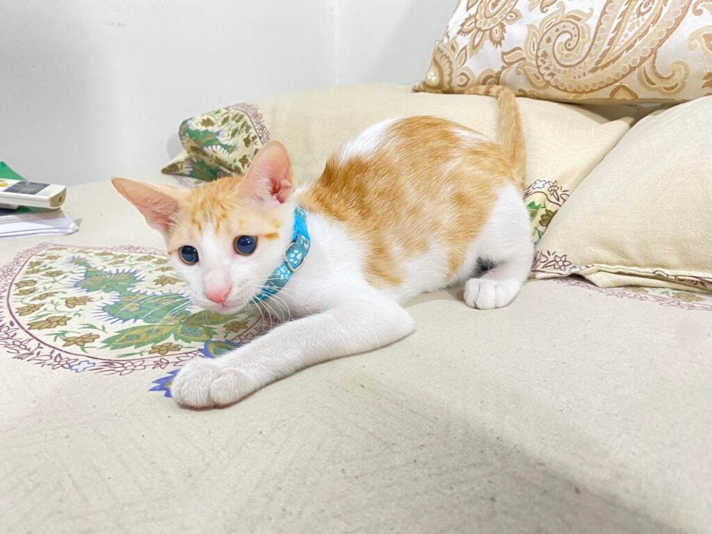 Kitten up for adoption ( male ), Litter trained & dewormed. He's 3 months... - kitten in Delhi NCR