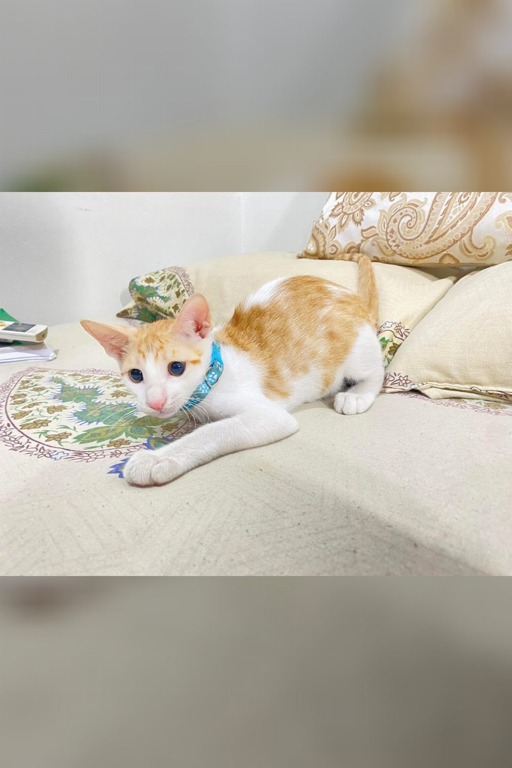 Litter-trained 3-month-old male kitten for adoption — Delhi NCR