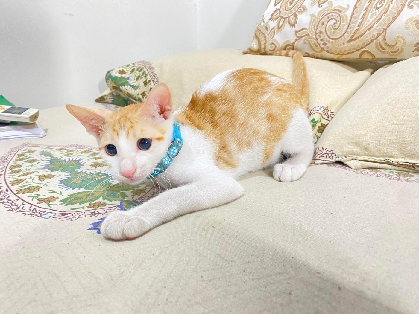 Kitten up for adoption ( male ), Litter trained & dewormed. He’s 3 months… — Delhi NCR