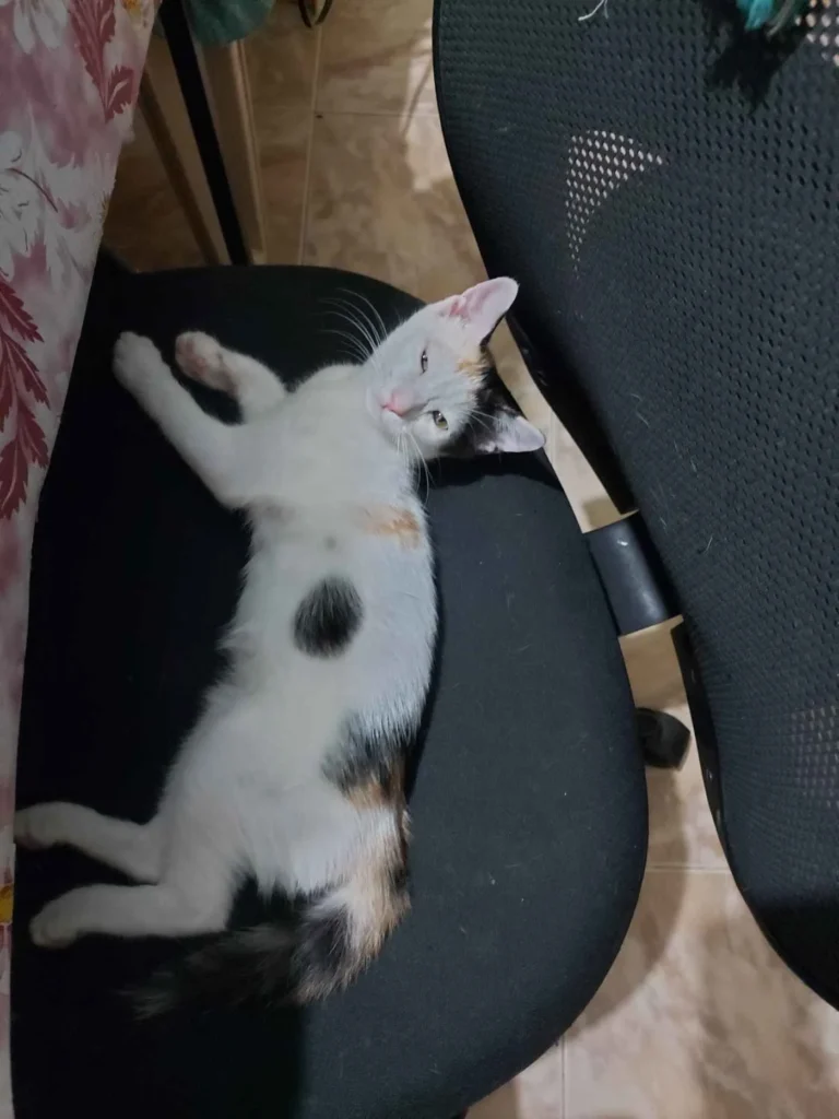 Kitten up for adoption - kitten in Chennai
