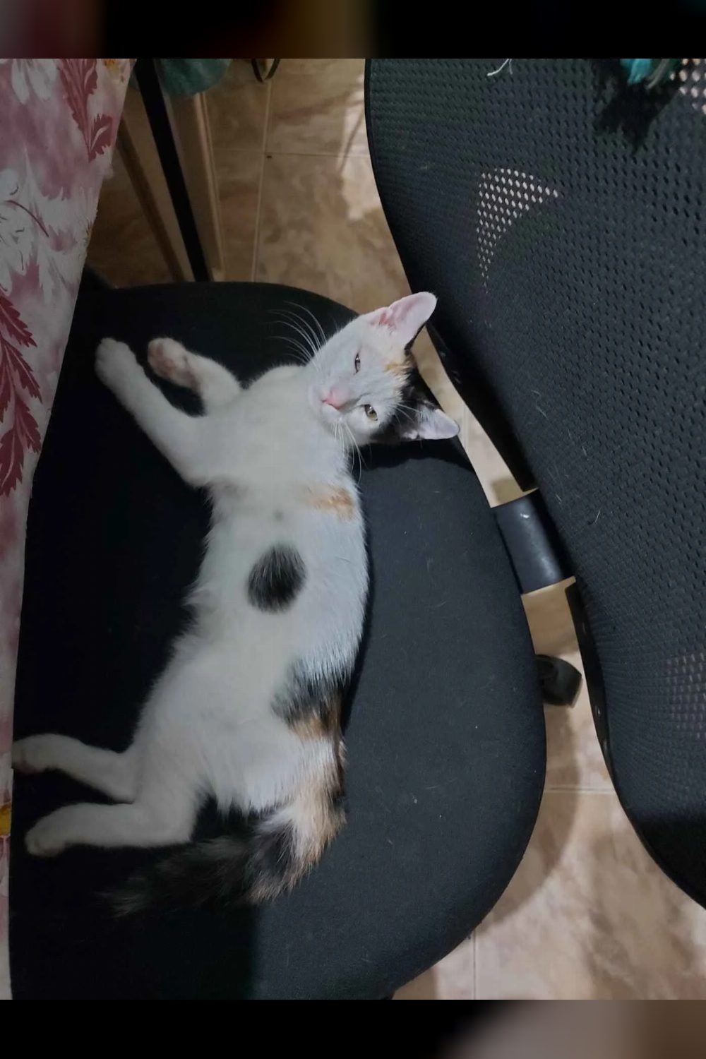 Kitten up for adoption — Medavakkam — Chennai