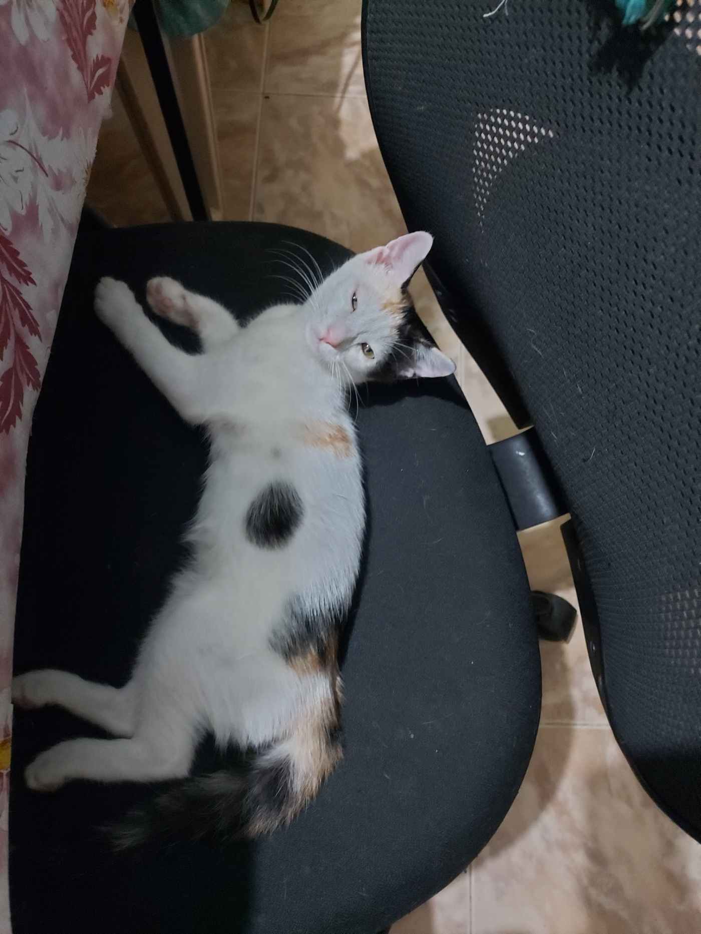 [Chennai] Kitten up for adoption – Medavakkam