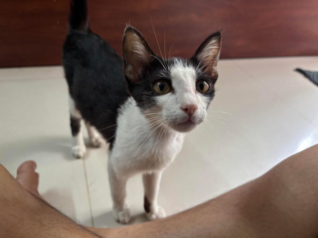 Kitten up for Adoption - kitten in Pune