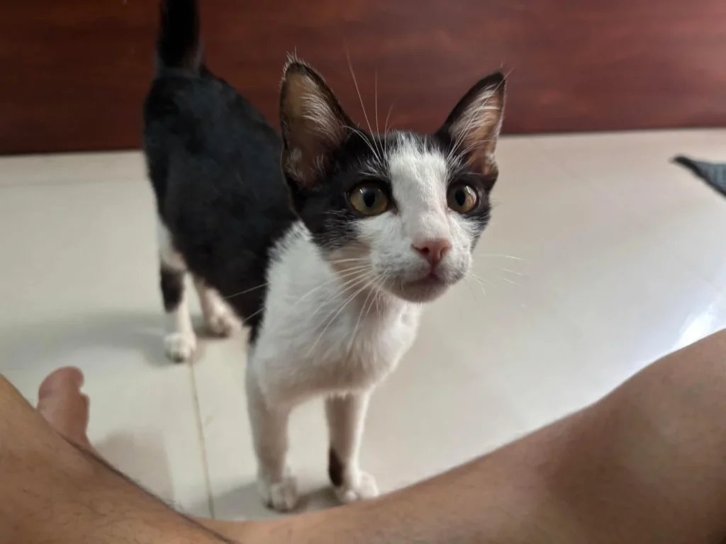 Kitten up for Adoption - kitten in Pune