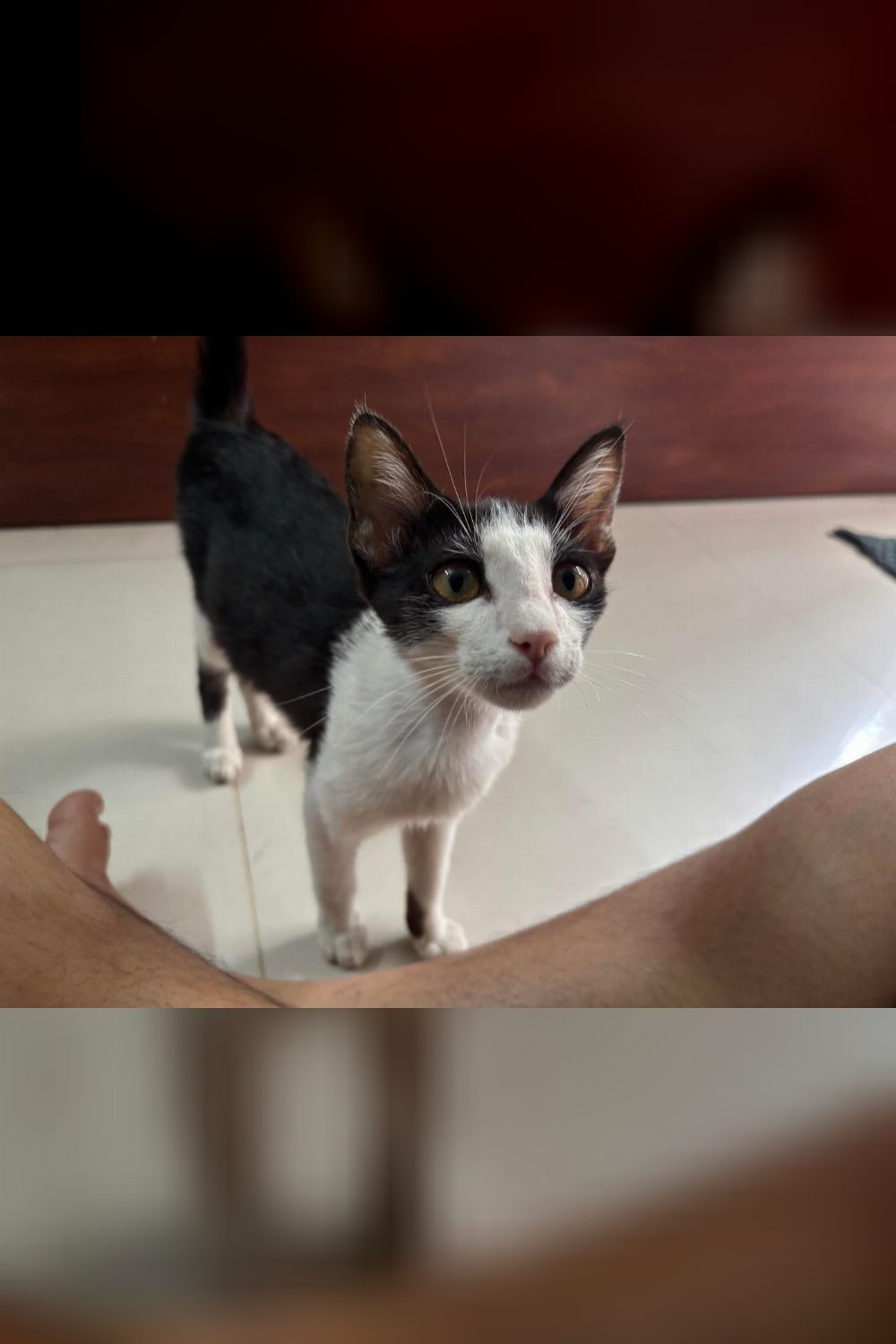 Kitten up for Adoption — Pune