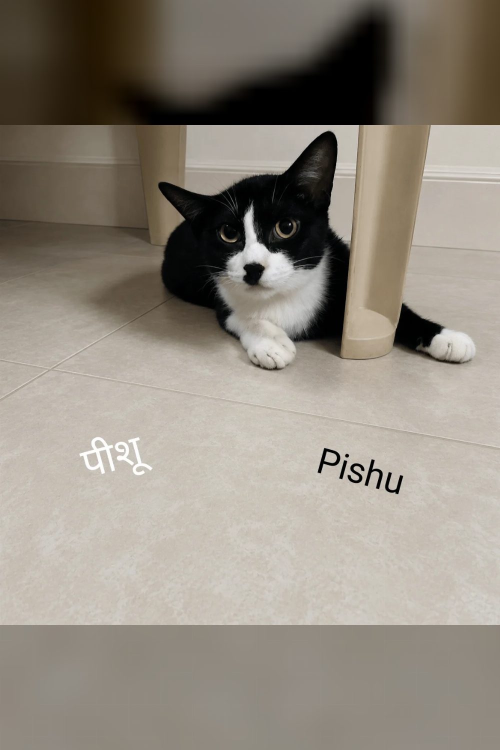Kittens adoption appeal from Wazirabad — Delhi NCR
