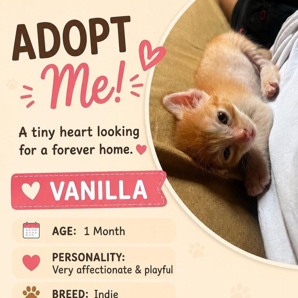 Kittens β Mumbai