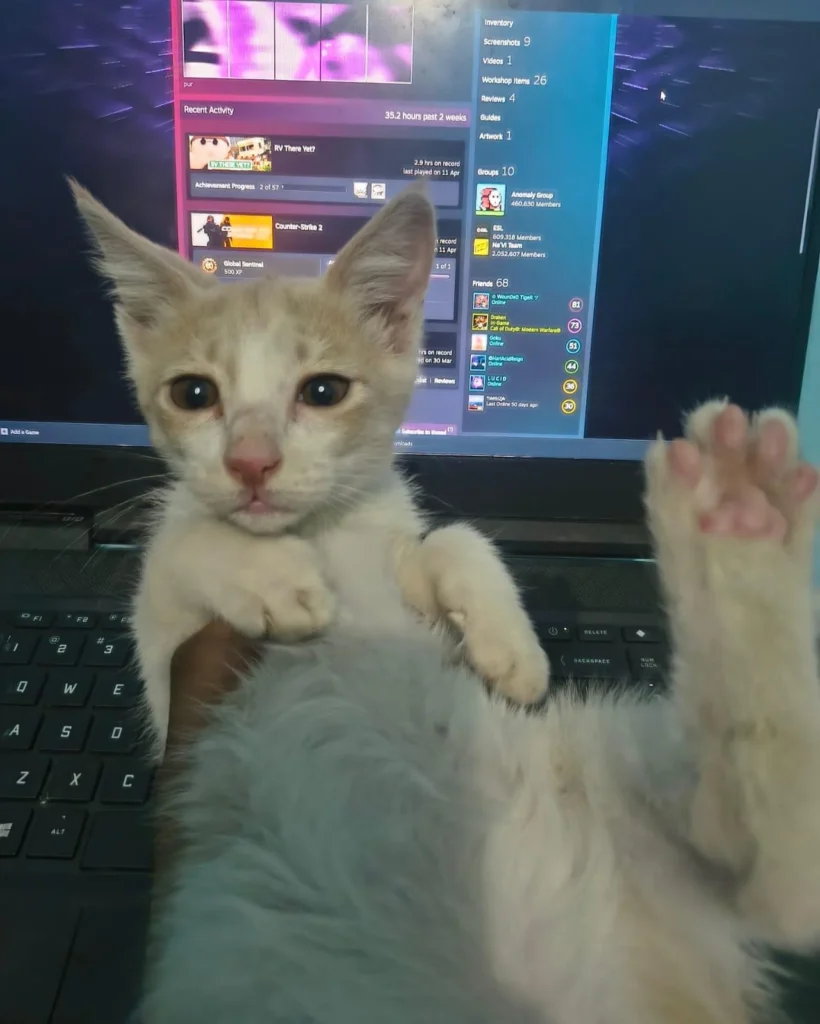 Kittens Adoption request - kitten in Delhi NCR