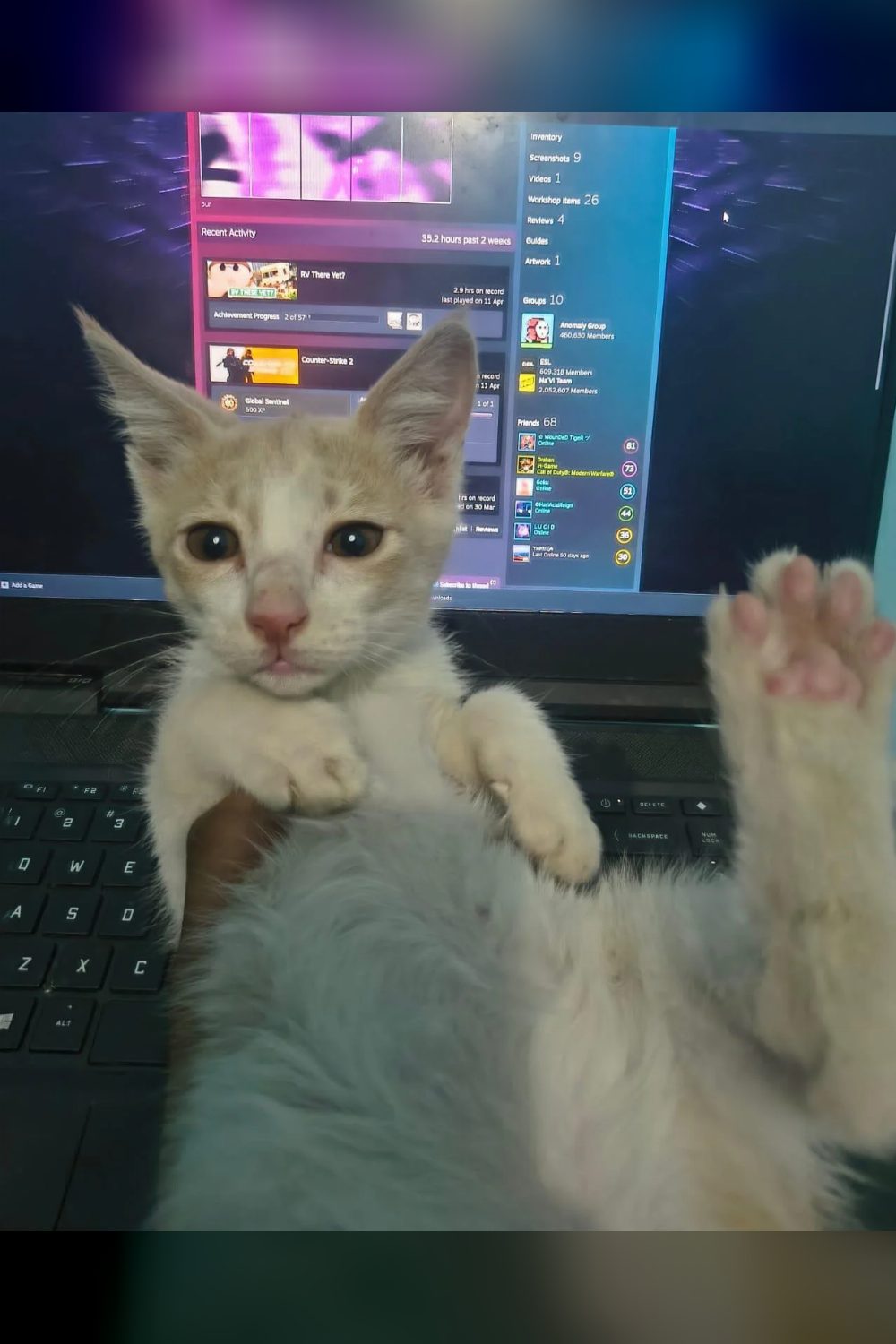 Kittens Adoption request — Delhi NCR