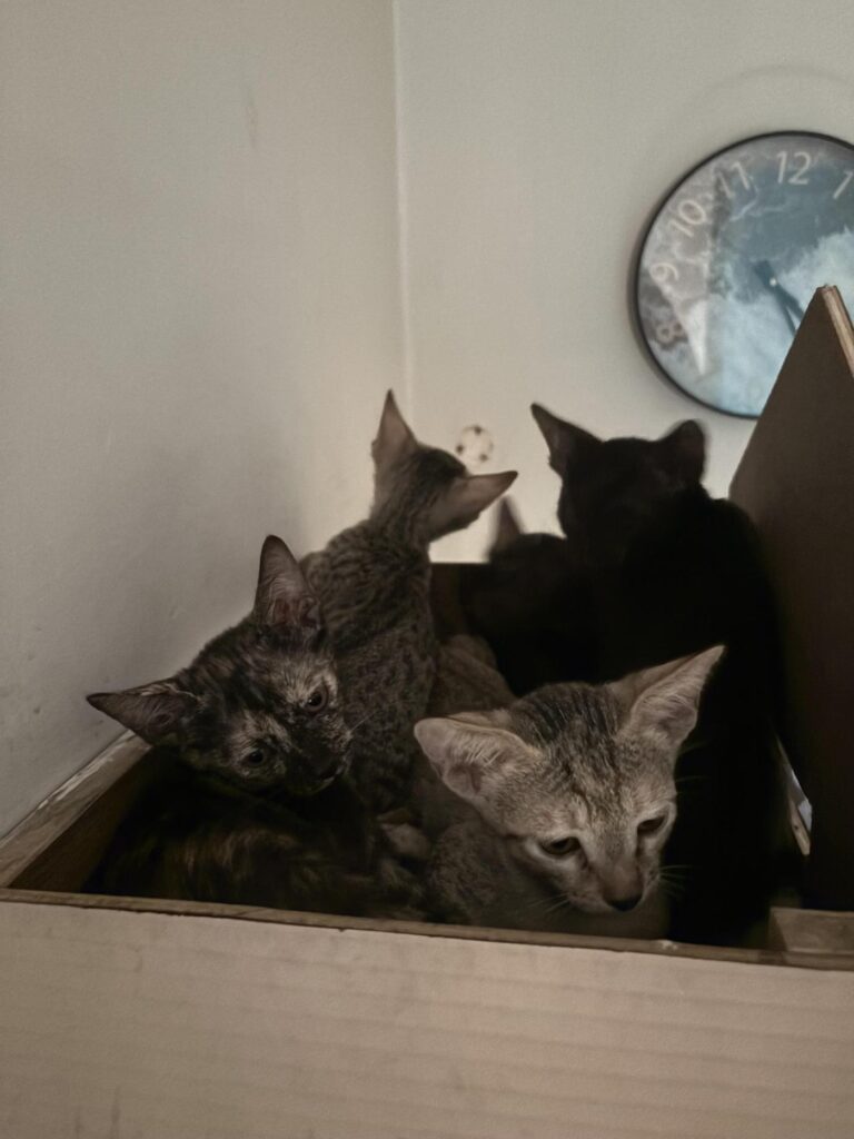 Kittens available for adoption - kitten in Lucknow