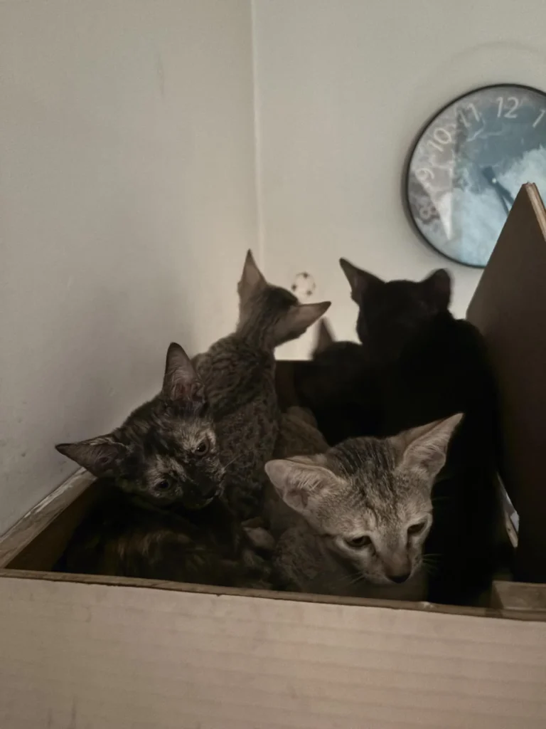Kittens available for adoption - kitten in Lucknow