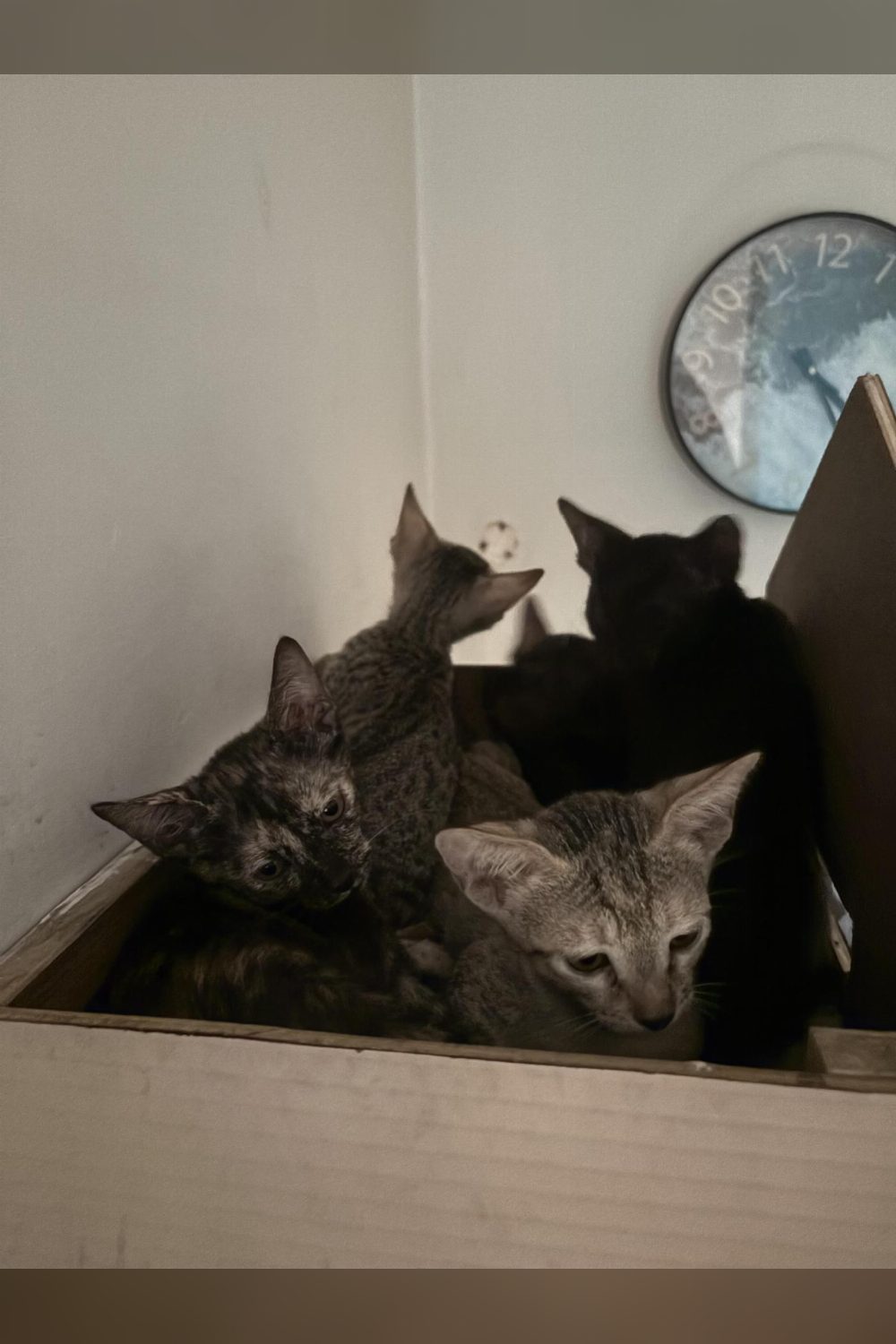 Kittens available for adoption — Lucknow