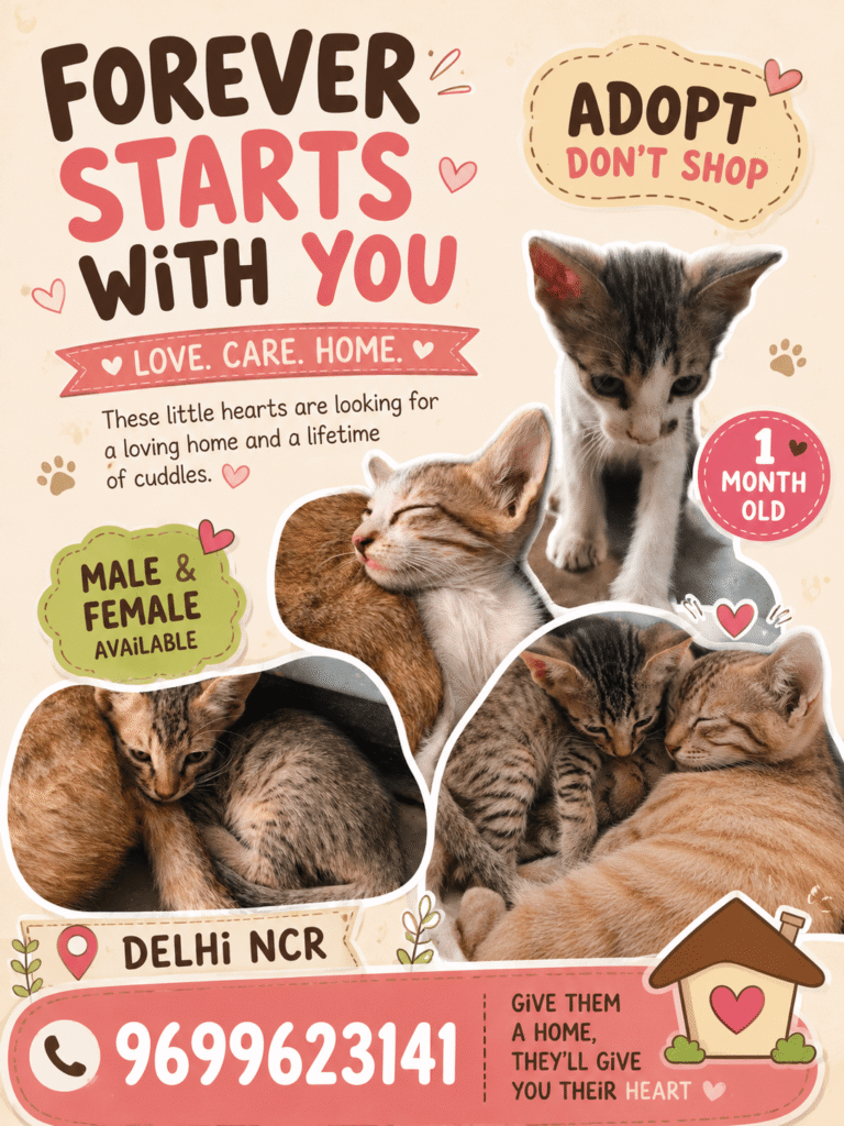 [City?] Kittens for adoption - kitten in India