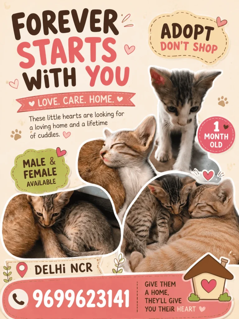 Kittens for adoption - cat in Delhi NCR