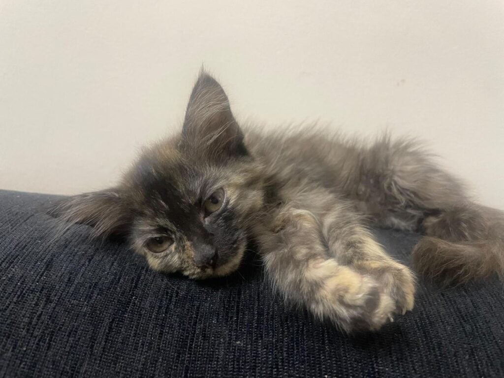Kittens for adoption - kitten in Bengaluru (listing 93761)