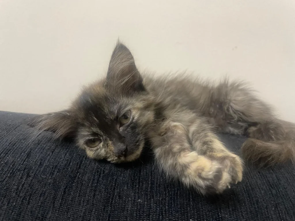 Kittens for adoption - kitten in Bengaluru (listing 93761)