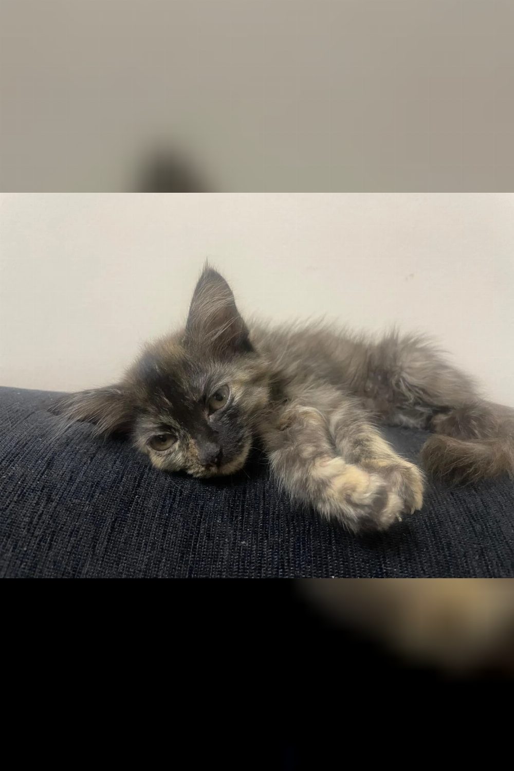 3-month-old Persian kitten for adoption — Bengaluru