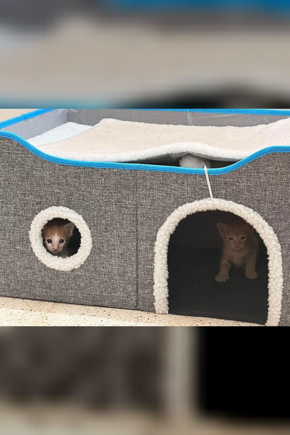 Female kitten for adoption — Bengaluru