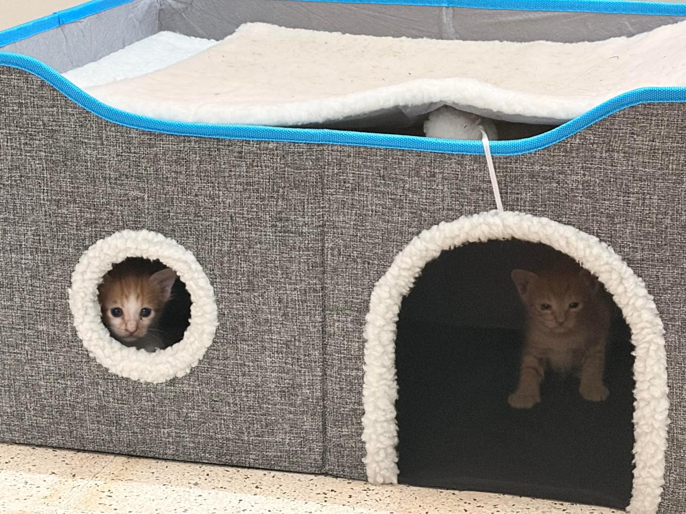 Female kitten for adoption — Bengaluru