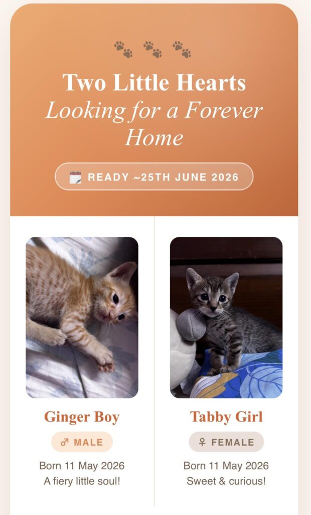 Kittens looking for an adoption - kitten in Delhi NCR