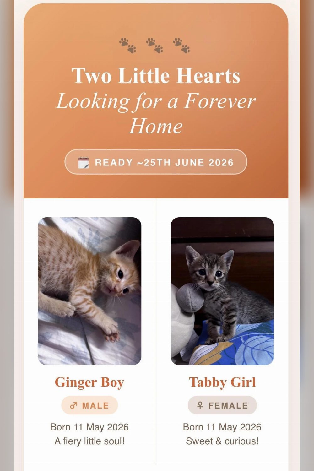 Kittens looking for an adoption β Delhi NCR
