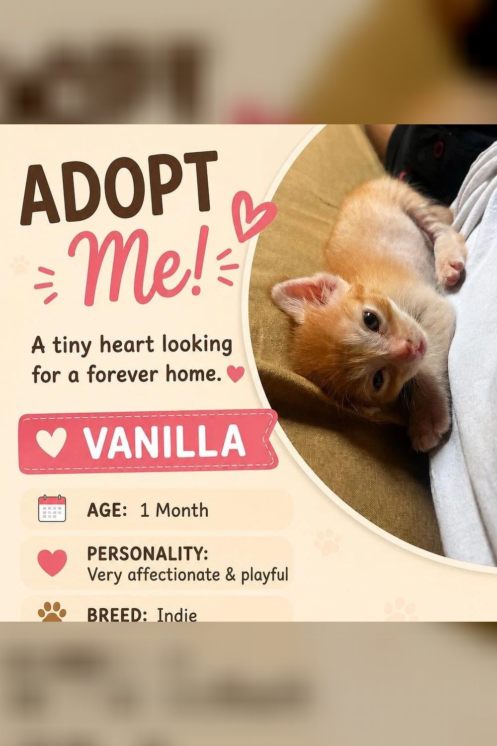 Kittens — Mumbai