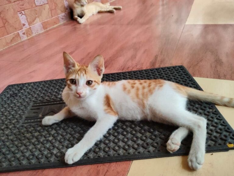 Kittens up for adoption, adoptable cat in Delhi NCR