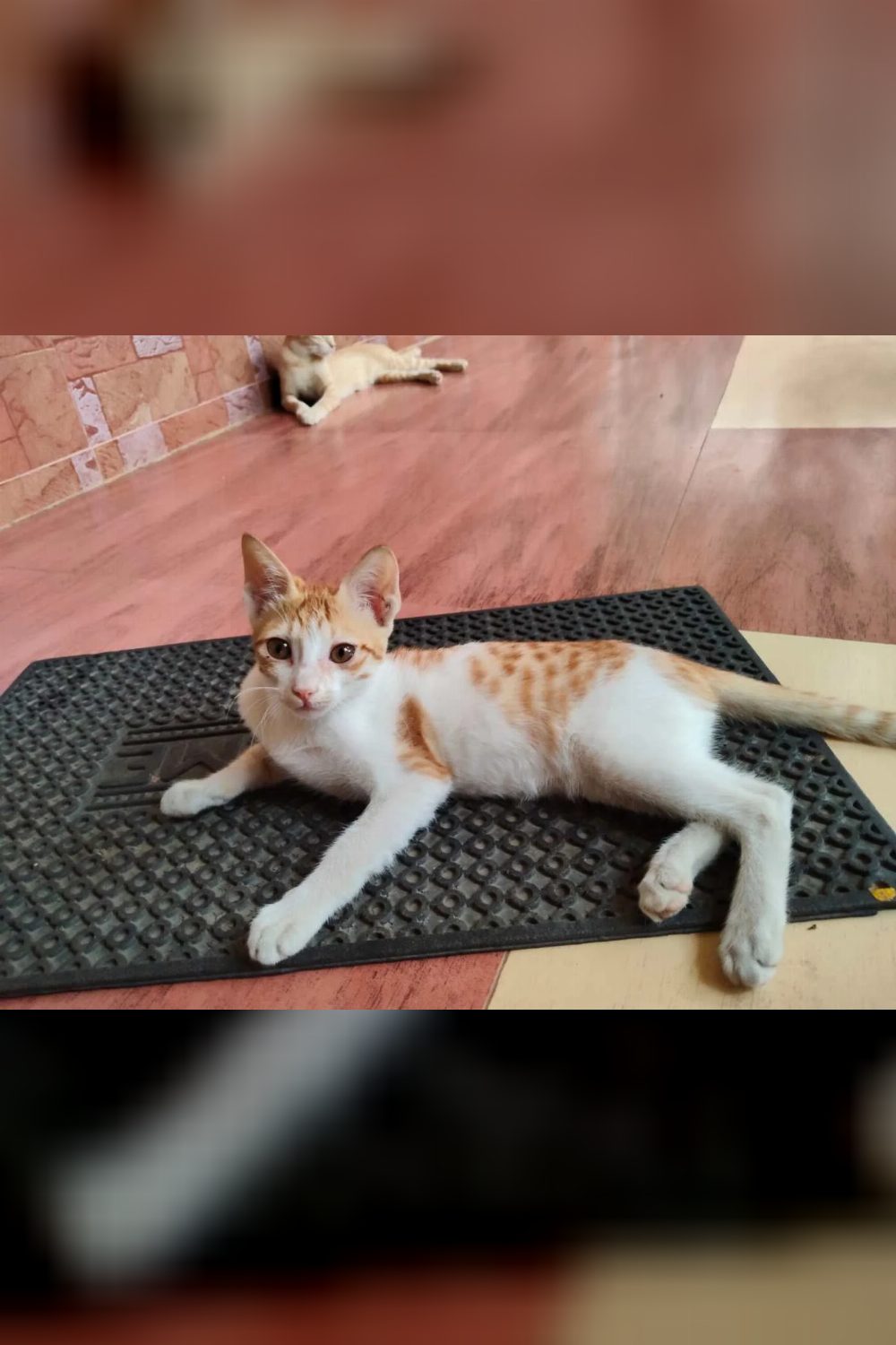 3-month-old kitten for adoption — Delhi NCR