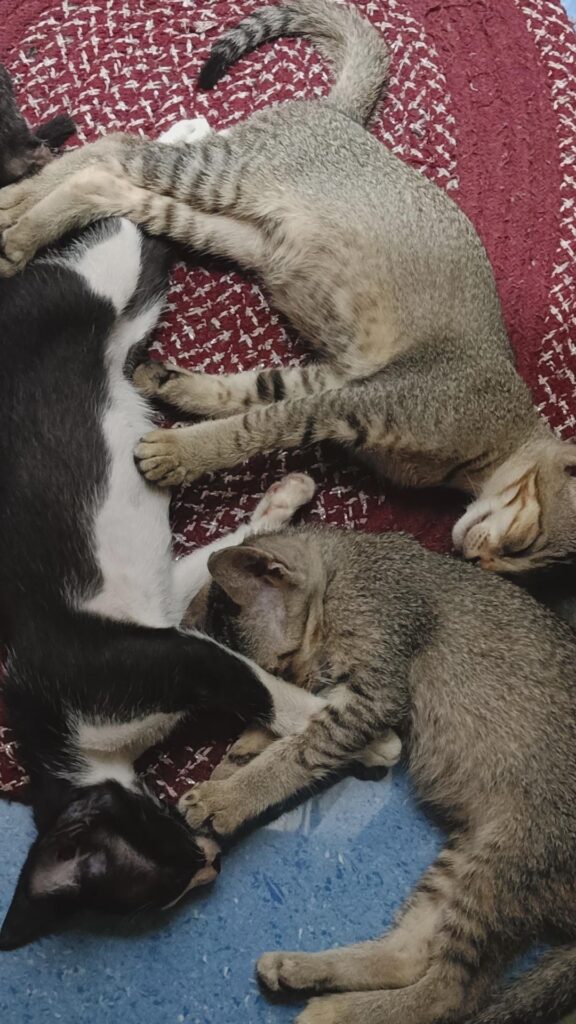 Kittens up for adoption - kitten in India