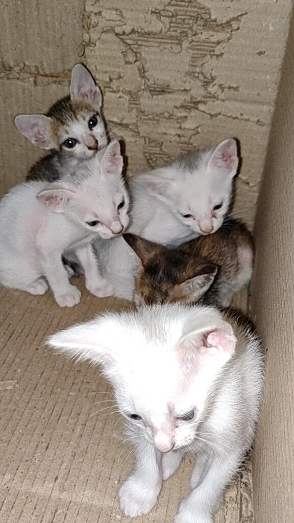 [City?] Kittens up for adoption! (Andhra Pradesh, Vijayawada) - kitten in India
