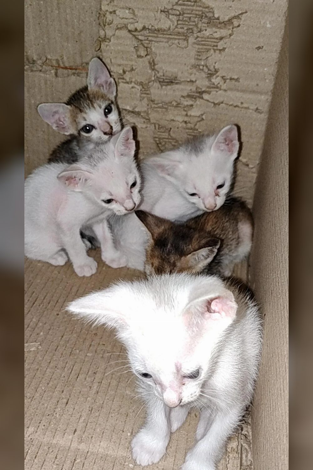 Kittens up for adoption! — Vijayawada