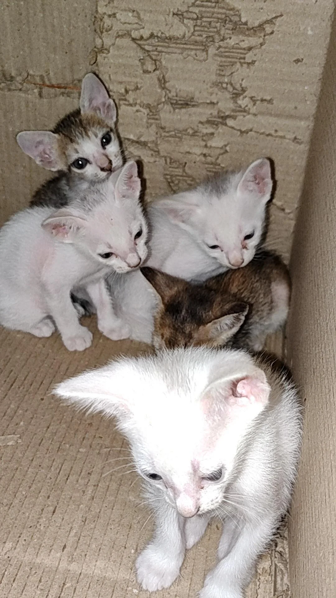 Kittens up for adoption! in Vijayawada