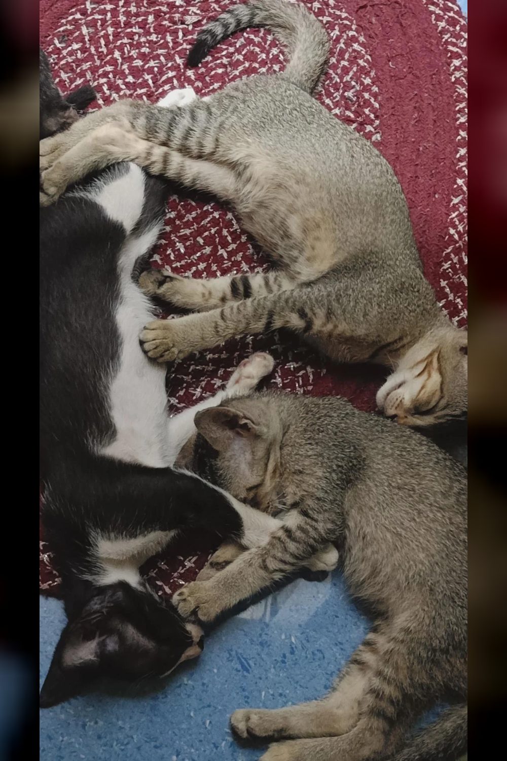 Kittens up for adoption — Asansol